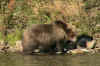 0914k.Bear Fishing companion.jpg (102046 bytes)