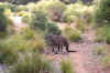 0226b_KI_KI Kangaroo (subspecies of Gray).jpg (141490 bytes)