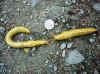 09.28B. Patricks Park.Banana Slugs.jpg (188848 bytes)