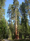10.04B.Wawona, Kings and Sequoia.Lindy and Giant.jpg (214889 bytes)