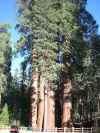 10.04M.Wawona, King.Sequoia.Giant and tiny car.jpg (224663 bytes)