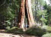 10.05N.Sequoia.Lindy inside a living tree.jpg (210836 bytes)