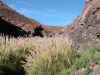 0329.Guatin.Pampas Grass oby trail.jpg (97605 bytes)