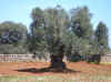 04.15.2006.Ancient Olive Tree near Ostuni.jpg (197641 bytes)