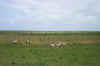 0112g_Scenic So Route Sheep  Large Web view.jpg (68077 bytes)