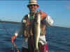 AMLedwalleye.jpg (81006 bytes)