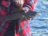SLLlindygrayling2.jpg (98975 bytes)