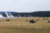 Web 0919_Yel_Bison herd at Upper Geyser Basin.jpg (47835 bytes)