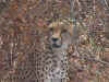 cheetah_face.jpg (138836 bytes)
