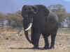 elephant.jpg (87466 bytes)
