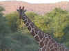 giraffe.jpg (122975 bytes)