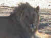 lion.jpg (91434 bytes)