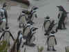 penguins.jpg (92585 bytes)