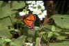blueridge.monarch.sept23.jpg (18076 bytes)