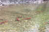 Web 0908_PTA_spawn.jpg (111067 bytes)